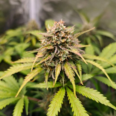 Cookies Gelato Automatic growlog timeline photo