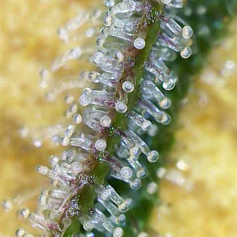 Cookies Gelato Automatic growlog timeline photo
