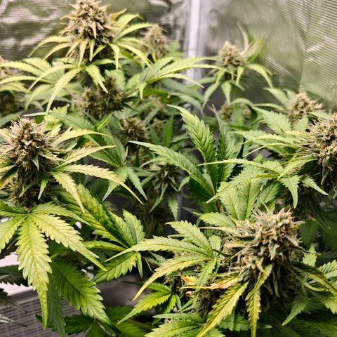 Cookies Gelato Automatic growlog timeline photo