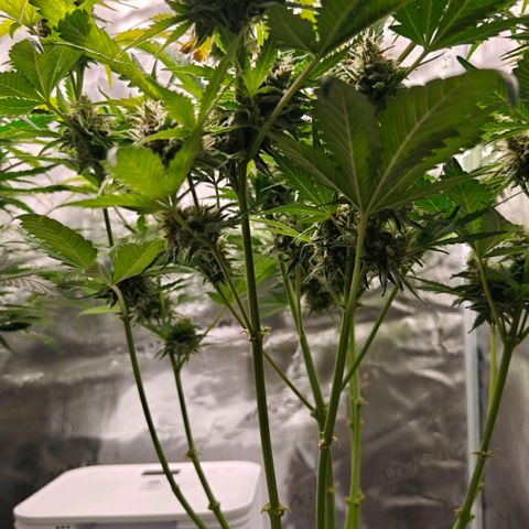 Cookies Gelato Automatic growlog timeline photo