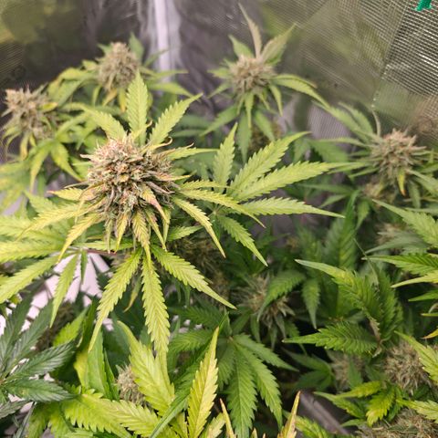 Cookies Gelato Automatic growlog timeline photo