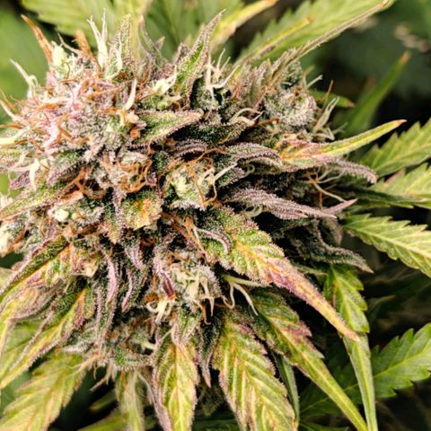 Cookies Gelato Automatic growlog timeline photo