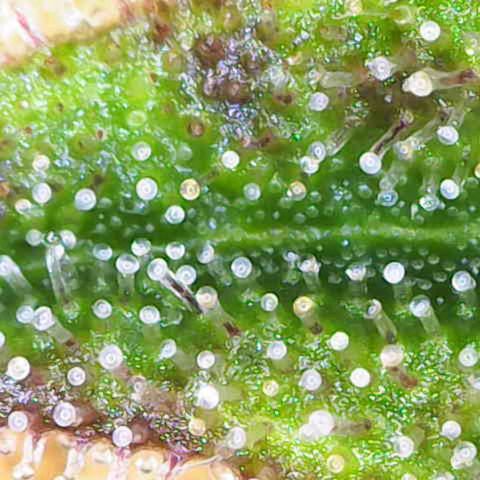 Cookies Gelato Automatic growlog timeline photo