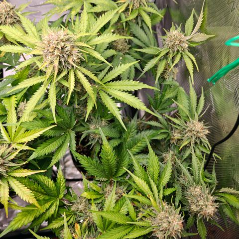 Cookies Gelato Automatic growlog timeline photo