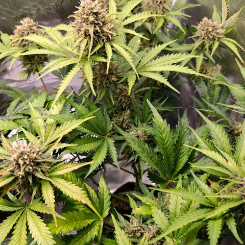 Cookies Gelato Automatic growlog timeline photo