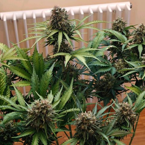 Cookies Gelato Automatic growlog timeline photo