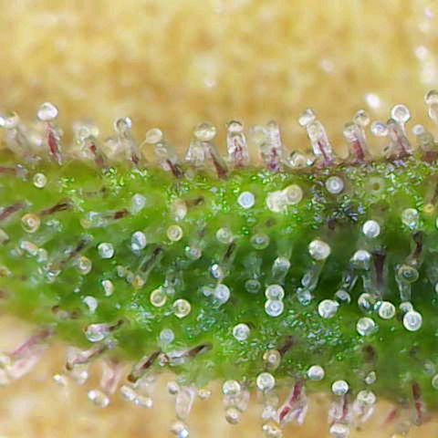 Cookies Gelato Automatic growlog timeline photo