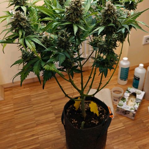 Cookies Gelato Automatic growlog timeline photo
