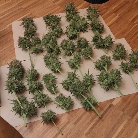 Cookies Gelato Automatic growlog timeline photo