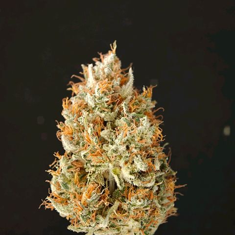 Cookies Gelato Automatic growlog timeline photo