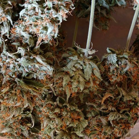 Cookies Gelato Automatic growlog timeline photo