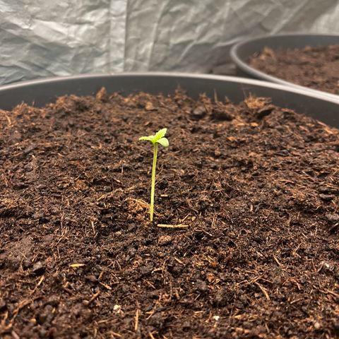 NYC Sour D #1 growlog timeline photo