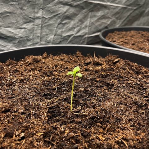 NYC Sour D #1 growlog timeline photo