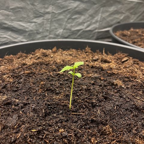 NYC Sour D #1 growlog timeline photo