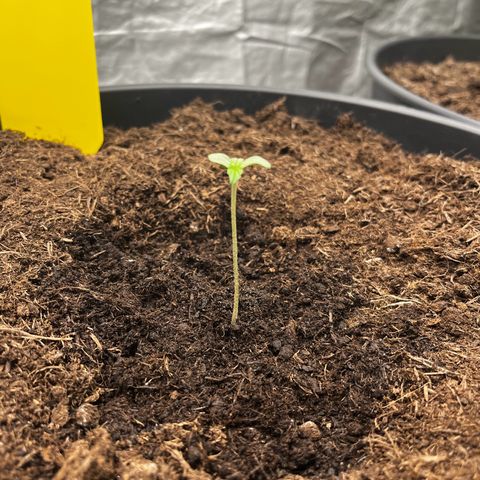 Milky Way #1 growlog timeline photo