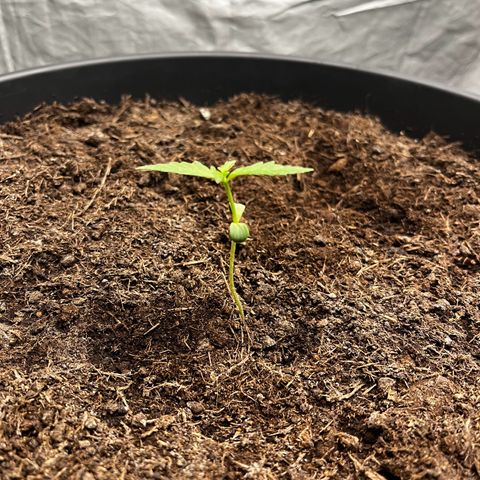 NYC Sour D #1 growlog timeline photo