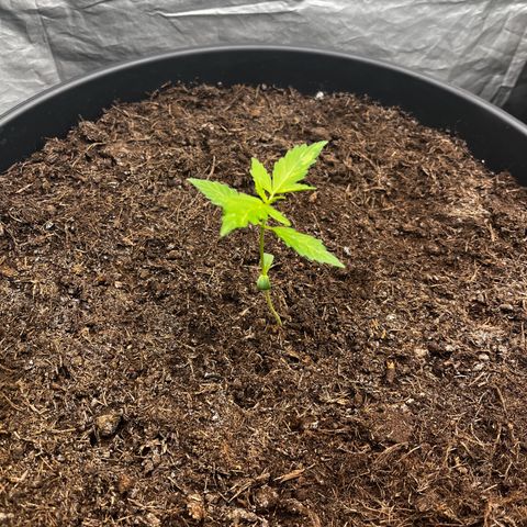 NYC Sour D #1 growlog timeline photo