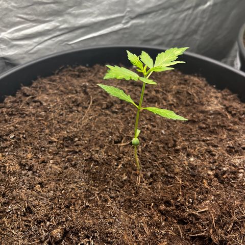 NYC Sour D #1 growlog timeline photo
