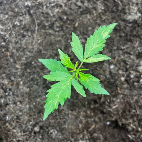 NYC Sour D #1 growlog timeline photo