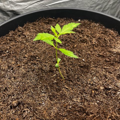 NYC Sour D #1 growlog timeline photo