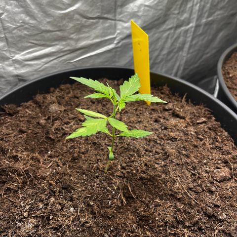 NYC Sour D #1 growlog timeline photo