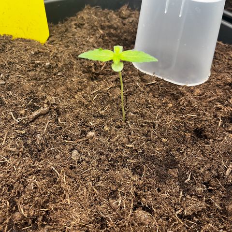 Milky Way #1 growlog timeline photo