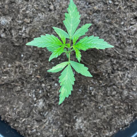 NYC Sour D #1 growlog timeline photo