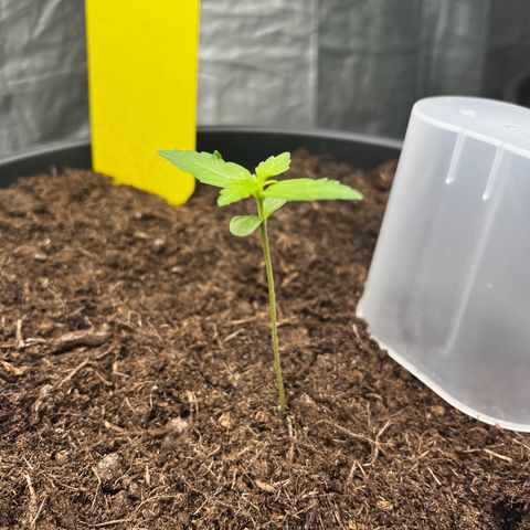 Milky Way #1 growlog timeline photo
