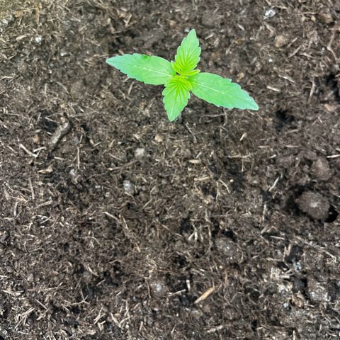 Milky Way #1 growlog timeline photo