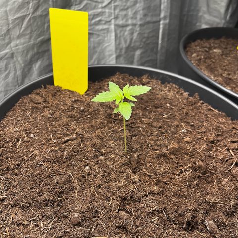 Milky Way #1 growlog timeline photo