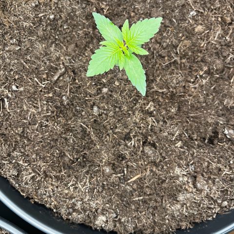 Milky Way #1 growlog timeline photo