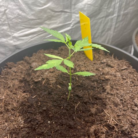 NYC Sour D #1 growlog timeline photo