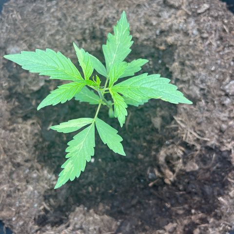NYC Sour D #1 growlog timeline photo