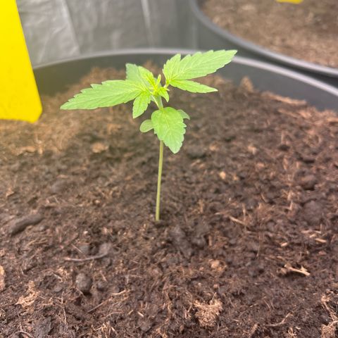 Milky Way #1 growlog timeline photo