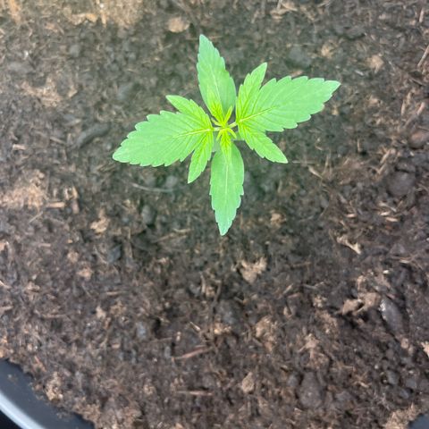 Milky Way #1 growlog timeline photo