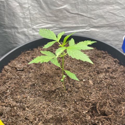 NYC Sour D #1 growlog timeline photo