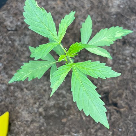NYC Sour D #1 growlog timeline photo