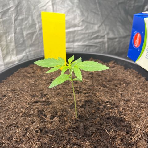 Milky Way #1 growlog timeline photo