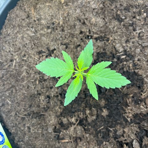 Milky Way #1 growlog timeline photo