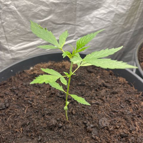 NYC Sour D #1 growlog timeline photo