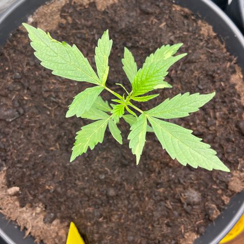 NYC Sour D #1 growlog timeline photo