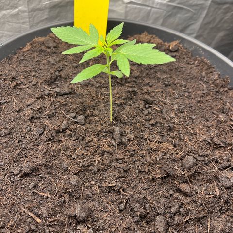 Milky Way #1 growlog timeline photo