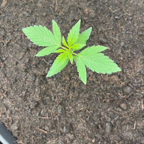 Milky Way #1 growlog timeline photo