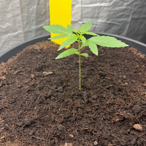 Milky Way #1 growlog timeline photo
