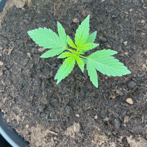 Milky Way #1 growlog timeline photo