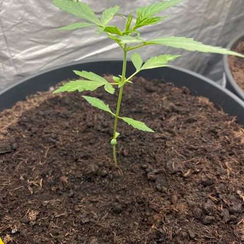 NYC Sour D #1 growlog timeline photo