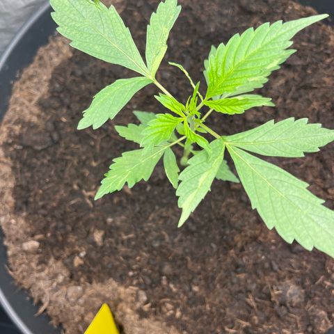 NYC Sour D #1 growlog timeline photo