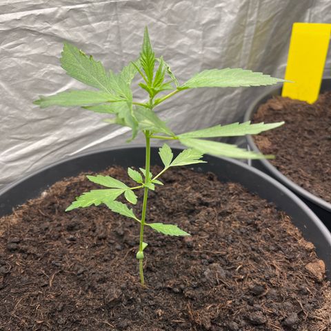 NYC Sour D #1 growlog timeline photo