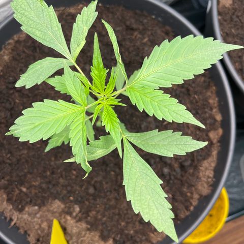 NYC Sour D #1 growlog timeline photo