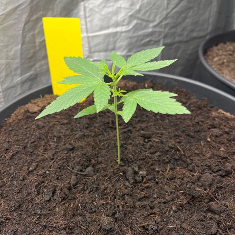 Milky Way #1 growlog timeline photo